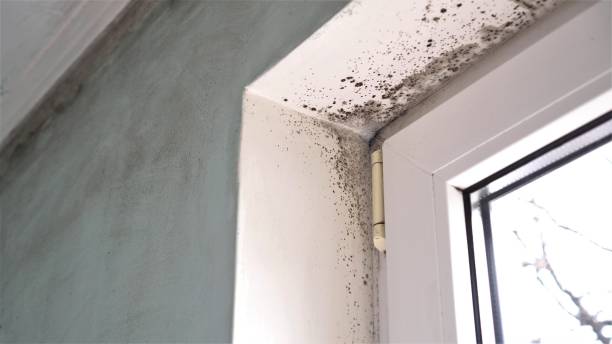 Forensic Mold Investigation in Bronson, FL