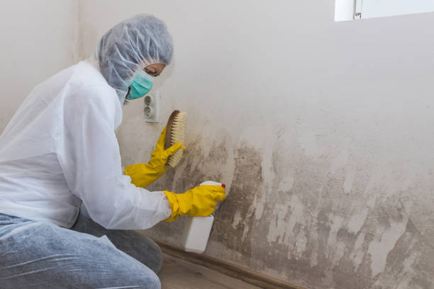 Best Asbestos and Lead Testing During Mold Inspection  in Bronson, FL