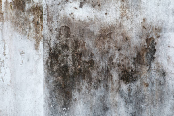 Best Air Quality Testing for Mold Spores  in Bronson, FL