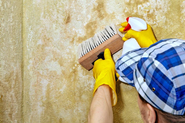 Best Black Mold Removal  in Bronson, FL
