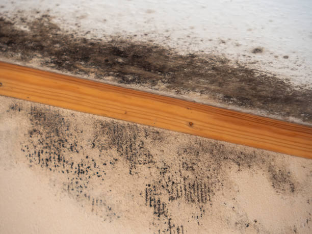 Best Biohazard Mold Removal  in Bronson, FL