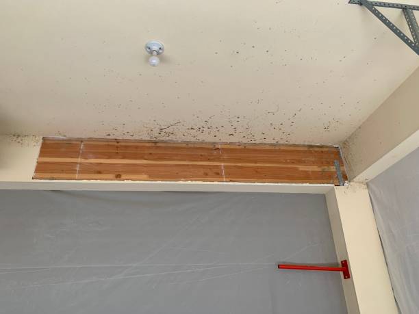 Best Industrial Mold Remediation  in Bronson, FL