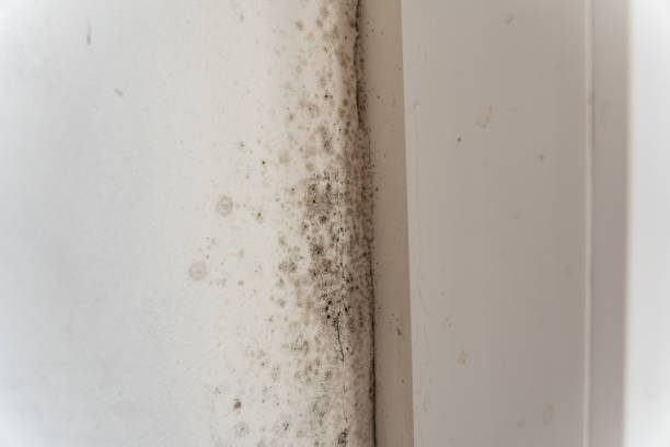 Mold Removal for HVAC Installations in Bronson, FL
