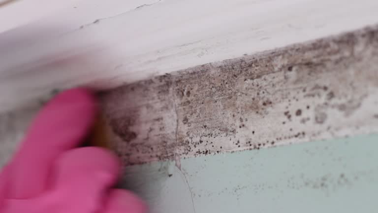 Best Commercial Mold Inspection  in Bronson, FL